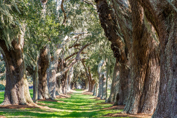 Sunny Green Path Between Oak Trees
