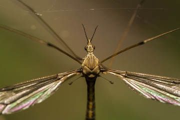 Close up view of a Crane fly insect.