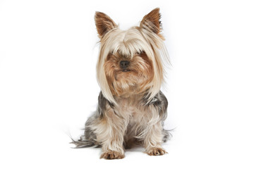 Little York on a white background