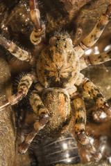Close up view of a Zoropsis spinimana spider.