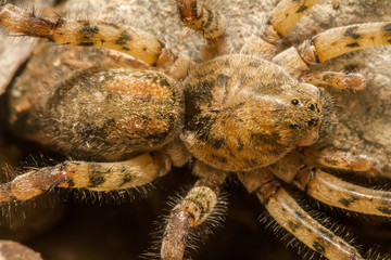 Close up view of a Zoropsis spinimana spider.