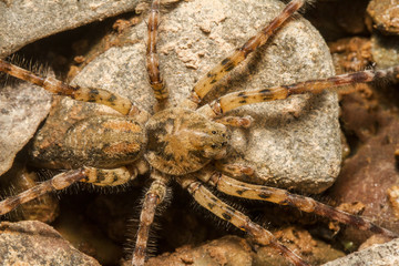 Close up view of a Zoropsis spinimana spider.