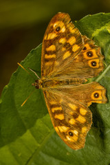 Speckled Wood (Pararge aegeria) butterfly 