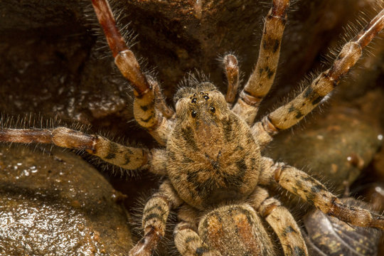 Close up view of a Zoropsis spinimana spider.