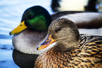 male and female mallard ducks