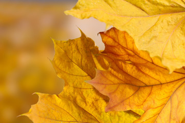 Naklejka na ściany i meble suchy klon jesienią liści na żółtym tle