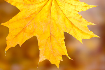 dry autumn maple leaf on yellow background