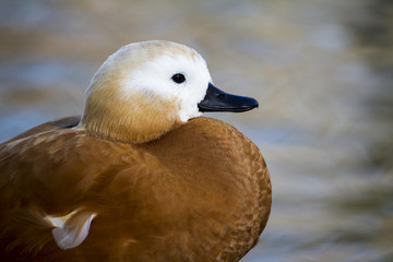 Ruddy Shelduck (Tadorna ferruginea) on a park