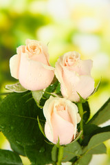 Beautiful roses, on bright background