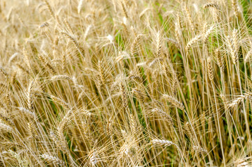 Golden wheat field in summer