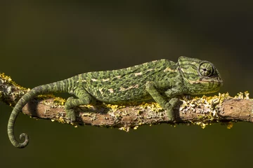 Photo sur Plexiglas Caméléon Mediterranean Chameleon