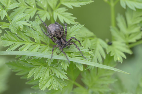 Wolfspinne (Lycosidae spec.)