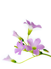 lovely purple flowers against white background