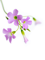 lovely purple flowers against white background