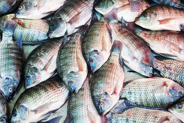 fish background, Tilapia