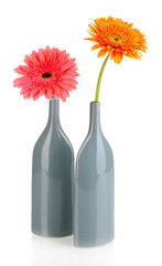 Beautiful gerber in vase isolated on white
