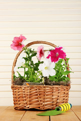 Fototapeta na wymiar Petunias in pots in basket on wooden background