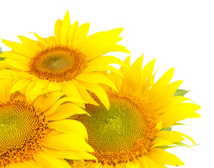 Obraz premium Sunflowers isolated on white