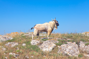 mountain goat on top