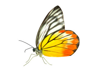 Fototapeta na wymiar Realistic Beautiful butterfly on white background .
