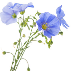 flax flower isolated