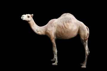 Acrylic prints Camel isolated single hump camel