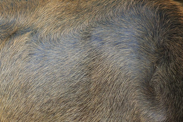 water buffalo skin texture, - 54615706