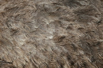 brown feather background, ostrich