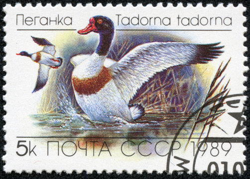 stamp printed in USSR (Russia) shows a common shelduck