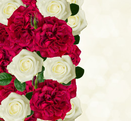 white and red roses