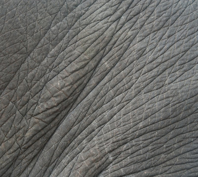 elephant skin textured,Thailand