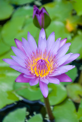 Lotus flower
