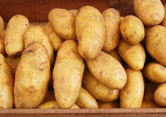 harvest potato