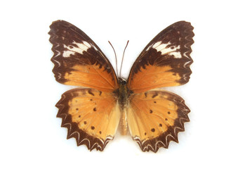 Fototapeta na wymiar a yellow butterfly isolated