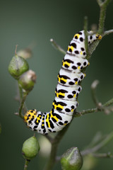 Braunwurz-Mönch (Raupe)