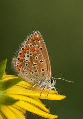Polyommatus icarus
