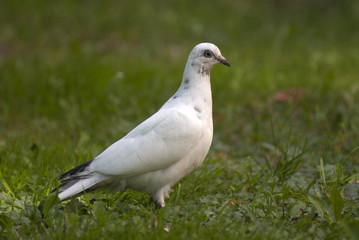 gołąb
