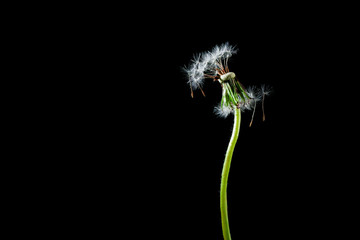 Dandelion isolated on black background
