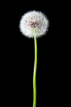 Fototapeta Dandelion isolated on black background