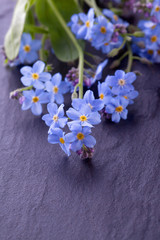 blue myosotis forget me not flower