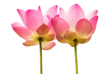 Fototapeta premium Lotus flower