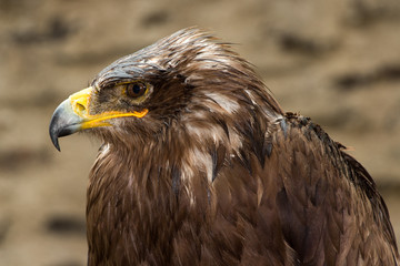 Golden Eagle Portrait