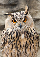Long-eared Owl Portrait