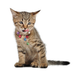 small kitten with tongue out