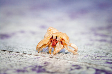 Small Hermit Crab of Cinnamon Island, Maldives