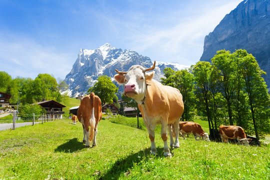 Herd of cows