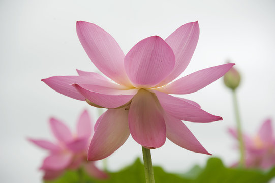 lotus blossoms