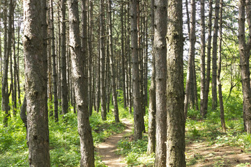 Fototapeta premium Spring forest