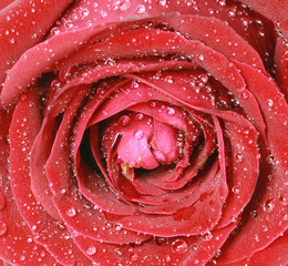 Obrazy na Szkle  bliska czerwona róża