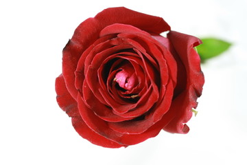 red rose